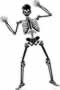 skeleton