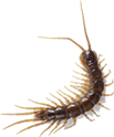 Centipede