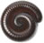 Curled Up Millipede