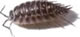 Isopod