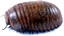Pill Millipede